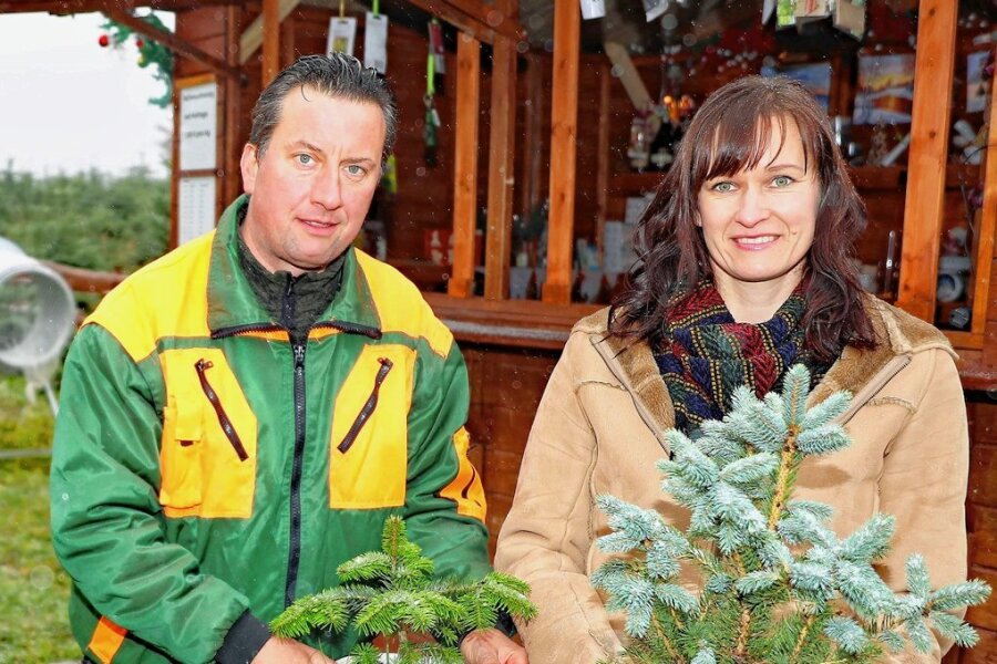 Werdau: Wo gibt es Weihnachtsbäume aus dem Topf? - Lars und Diana Falke öffnen am Freitagmittag zum ersten Mal in diesem Jahr ihre Weihnachtsbaumplantage an der Straße der Jugend in Werdau-Ost. Es sind dort auch eingetopfte Bäumchen zu haben. 