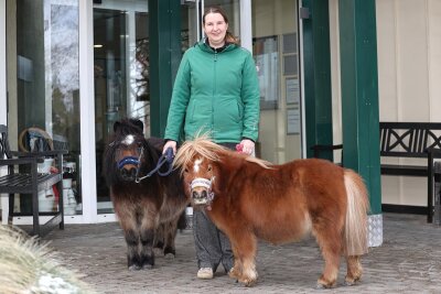 Werdau: Zwei Mini-Ponys arbeiten als tierische Therapeuten im Seniorenheim - Christine Mehlhorn kümmert sich seit Jahren um Goldi und Greta. Das Betreuungsteam für die Pferde sucht einen neuen Mitstreiter.