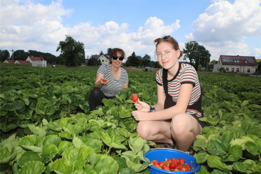 Werdau/Zwickau: Wo das Naschen von Erdbeeren ausdrücklich erwünscht ist - Steffi Kaiser war am Mittwoch mit ihrer Tochter Nele zum Pflücken nach Langenhessen gekommen. Die Crimmitschauerinnen wollen Marmelade aus den frischen Erdbeeren kochen.