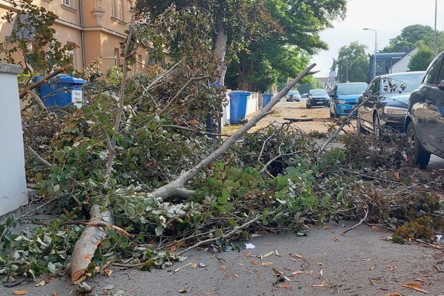 Weshalb der Sturm in und um Plauen am Montagabend so wüten konnte - Der morgen nach dem Sturm: An der Straßberger Straße in Plauen zeugen heruntergebrochene Äste vom Unwetter der Nacht.