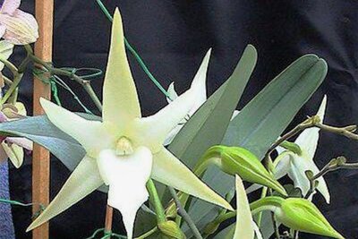 Weshalb diese Orchidee einen ganz besonderen Schmetterling braucht - Hat eine sehr spezielle Blüte: der Stern von Madagaskar. 