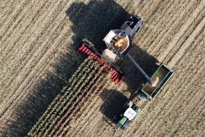 Weshalb Sachsens Bauern ihre EU-Prämien nicht mehr in diesem Jahr erhalten - Ein Mähdrescher erntet Mais. Bei der Auszahlung der EU-Prämien gibt es Probleme.