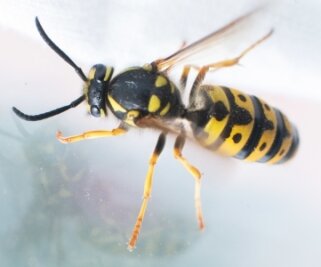 Wespenstiche nerven Menschen in Mittelsachsen - Der Stich einer Wespe ist schmerzhaft. 
