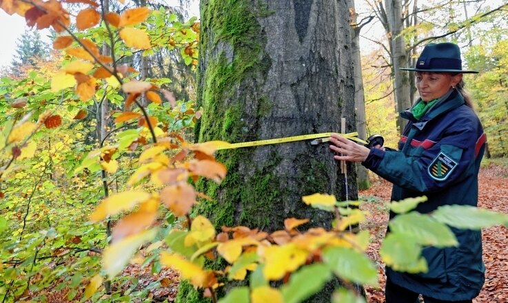 Wettbewerb zum Baum des Jahres - Sachsenforstmitarbeiterin Ines Bimberg legt das Maßband an. Die Wettbewerbskoordinatorin ist gespannt darauf, wo die stärksten Rotbuchen im Vogtland stehen. 
