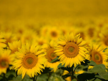 Wetter: Hundstage - Temperaturen nähern sich der 40-Grad-Marke - Sonnenblumen auf einem Feld nahe Langerwisch (Brandenburg).