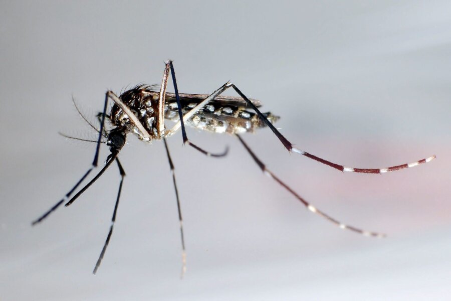 WHO alarmiert wegen hoher Zahl von Dengue-Fällen - Stechmücke der Art "Aedes aegypti" - auch "Stegomyia aegypti": Die Gelbfiebermücke, Denguemücke oder Ägyptische Tigermücke überträgt verschiedene Krankheiten, darunter auch das Dengue-Fieber.