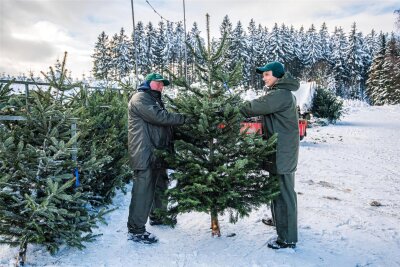 Wie bleibt der Weihnachtsbaum lange frisch? Verkäufer aus dem Erzgebirge geben Tipps - Klaus Ganzenmüller (links) und Piotr Gebara vom Hubertushof in Zwönitz schauen sich einen Baum an, der für den Verkauf vorgesehen ist.