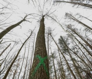 Wie der kranke Wald gesund gemacht werden soll - Vor allem alte Fichten und auch Buchen sollen rund um Limbach-Oberfrohna gefällt werden. Denn diese Bäume sind zumeist von Schädlingen befallen oder nach Trockenheit beschädigt. 