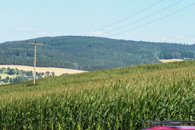 Wie der Regionalbauernverband Erzgebirge auf Özdemirs Kompromiss zur Beruhigung der Getreidemärkte reagiert - Maisfeld vor dem Ortseingang Olbernhau. Die Frucht wird im Gebirge selten zweimal hintereinander am gleichen Standort angebaut.