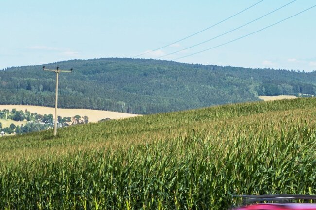 Maisfeld vor dem Ortseingang Olbernhau. Die Frucht wird im Gebirge selten zweimal hintereinander am gleichen Standort angebaut.