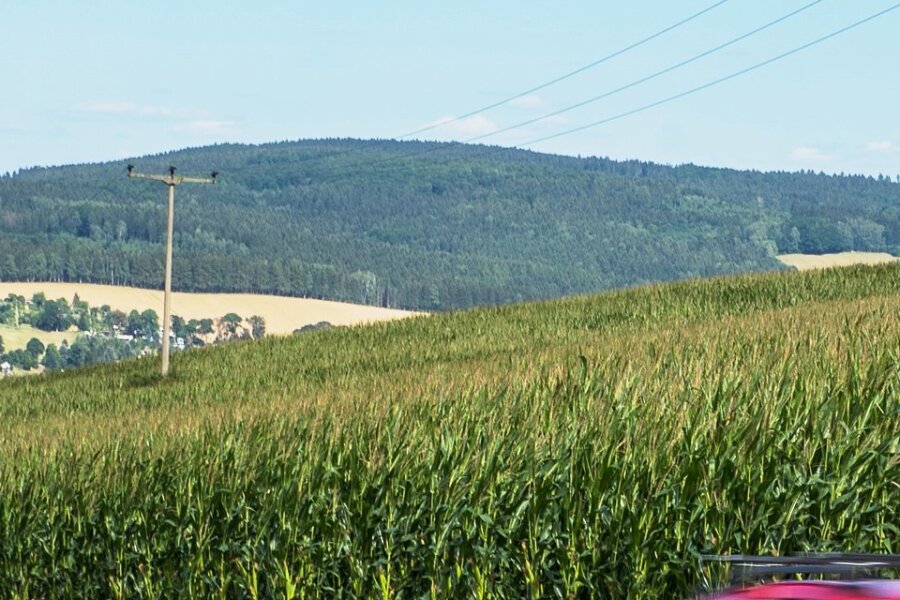 Wie der Regionalbauernverband Erzgebirge auf Özdemirs Kompromiss zur Beruhigung der Getreidemärkte reagiert - Maisfeld vor dem Ortseingang Olbernhau. Die Frucht wird im Gebirge selten zweimal hintereinander am gleichen Standort angebaut.