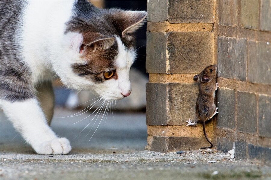Wie die Katze das Mausen lässt - Katzen sind nicht zum Vegetarier geboren. Selbst eiweißreiche pflanzliche Kost hält sie nicht davon ab, ihren Speiseplan durch selbst Erlegtes zu ergänzen, wie Wissenschaftler herausgefunden haben. 