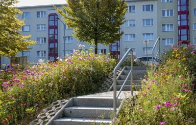 Wie die Wohnungsgenossenschaft in Freiberg 80 gefällte Bäume ersetzen will - Wie hier an der Karl-Kegel-Straße sind mehrere Blühflächen entstanden. Sie sollen die Bienen und das Auge der Mieter erfreuen.