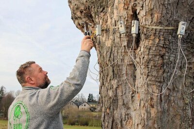Wie ein Baumexperte im Vogtland für Verkehrssicherheit sorgt - Thomas Starke beim Anbringen der Messtechnik an einem Baum bei Treuen.