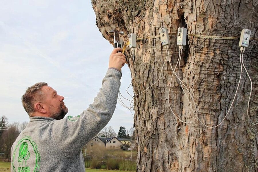 Wie ein Baumexperte im Vogtland für Verkehrssicherheit sorgt - Thomas Starke beim Anbringen der Messtechnik an einem Baum bei Treuen.