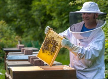 Wie ein Landwirt das Imkern für sich entdeckt - Hobbyimker Martin Freier schaut sich eine Honigwabe aus der Nähe an um zu sehen, ob der Honig schon reif ist. Seit 2018 hat der 41-Jährige Bienenvölker im eigenen Garten in Gelobtland. 