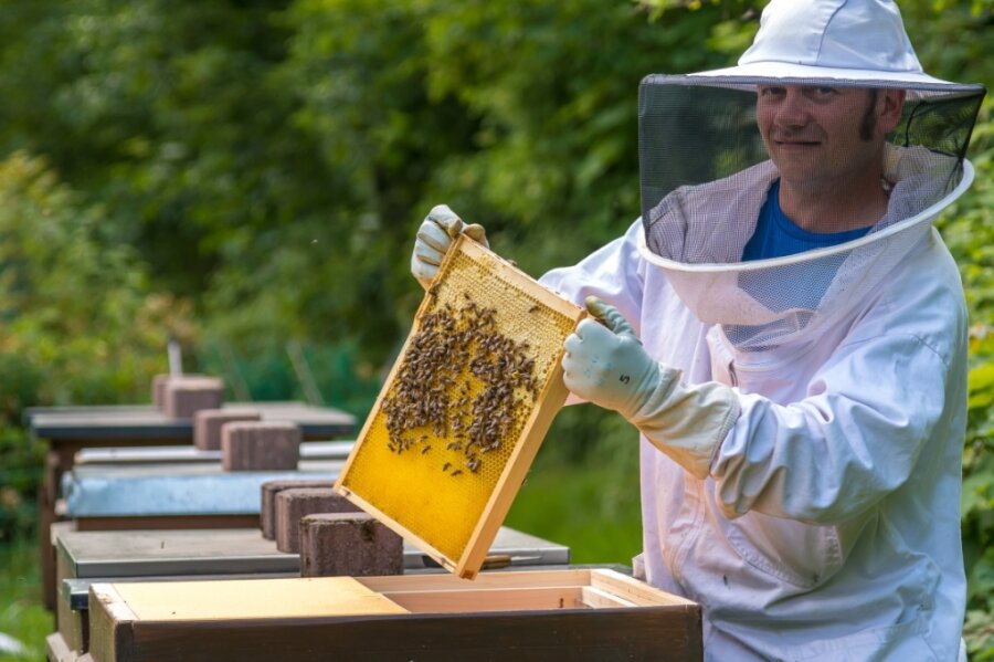 Hobbyimker Martin Freier schaut sich eine Honigwabe aus der Nähe an um zu sehen, ob der Honig schon reif ist. Seit 2018 hat der 41-Jährige Bienenvölker im eigenen Garten in Gelobtland. 