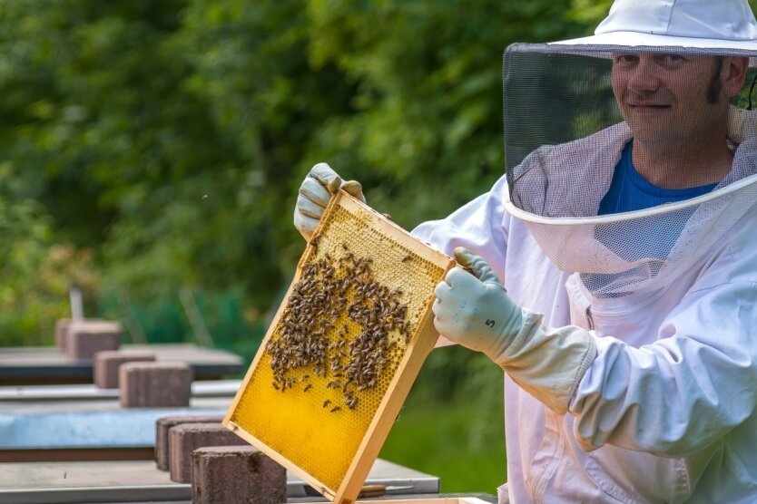 Wie ein Landwirt das Imkern für sich entdeckt - Hobbyimker Martin Freier schaut sich eine Honigwabe aus der Nähe an um zu sehen, ob der Honig schon reif ist. Seit 2018 hat der 41-Jährige Bienenvölker im eigenen Garten in Gelobtland. 