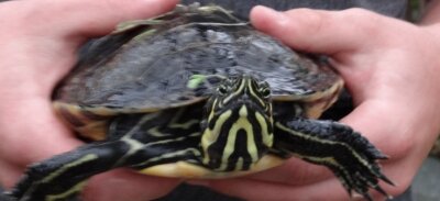 Wie eine Schildkröte gerettet wurde - Diese Schildkröte wurde in Untermarxgrün an ein Tor gespült. 