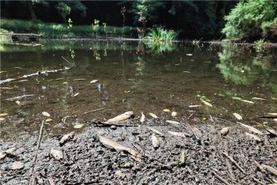 Wie erneutes Fischsterben im Glauchauer Hammerteich verhindert werden soll - Letzten Sommer verendeten zahlreiche kleine Fische im Glauchauer Hammerteich.