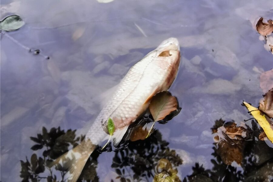 Ein toter Fische im Gondelteich Kleinfriesen: Vor der beabsichtigten Karpfenernte gab es offenbar eine Kommunikationspanne. 