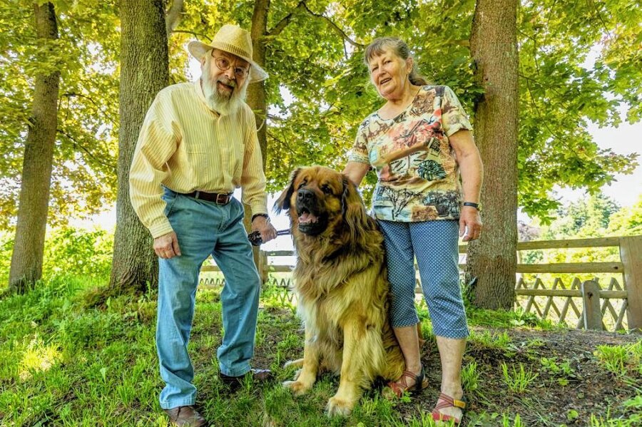 Wie Hund Sultan für vermissten 85-jährigen in Falkenstein zum Lebensretter wurde - Gert und Christa Lindner mit ihrem vierjährigen Leonberger Sultan. Der Rüde hat einem hilflosen 85-jährigen Mann zu Pfingsten das Leben gerettet. 