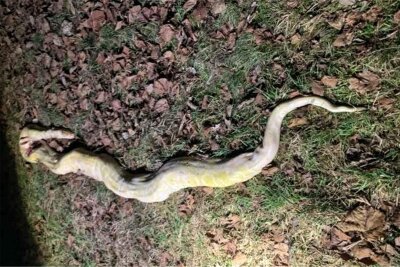 Wie kam die Drei-Meter-Schlange nach Frankenberg? - Diese tote Schlange wurde gefunden.