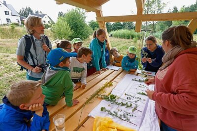 Wie Naturschutz für Kinder im Landkreis Zwickau zur Herzenssache wird - Wie heißen diese Pflanzen und wo auf der Wiese sind sie zu finden? Mit diesen Fragen haben sich die Jungen Naturwächter am Samstag in Rödtlitz beschäftigt. 