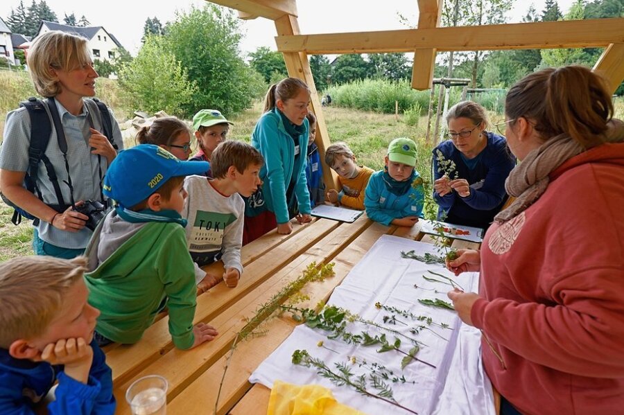 Wie Naturschutz für Kinder im Landkreis Zwickau zur Herzenssache wird - Wie heißen diese Pflanzen und wo auf der Wiese sind sie zu finden? Mit diesen Fragen haben sich die Jungen Naturwächter am Samstag in Rödtlitz beschäftigt. 