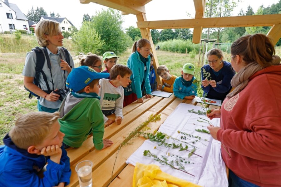 Wie Naturschutz für Kinder zur Herzenssache wird - Wie heißen diese Pflanzen und wo auf der Wiese sind sie zu finden? Mit diesen Fragen haben sich die Jungen Naturwächter am Samstag in Rödlitz beschäftigt. 