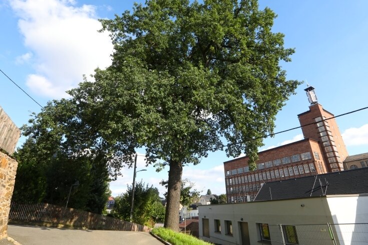Wie Oberlungwitz künftig seine Bäume schützen will - Die Luthereiche in Oberlungwitz wurde nach Angaben der Stadt 1883 gepflanzt.
