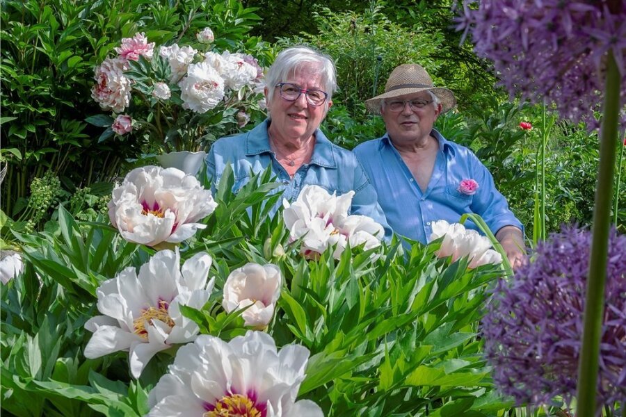 Wie Rosen, nur schöner - Blütenpracht, wohin das Auge blickt: Im Garten von Monika und Günther Quasdorf in Freital ist Pfingstrosenzeit. Die Sorte Cora Luise prahlt jetzt mit großen ungefüllten Blüten. Im Herbst färbt sich das Laub rötlich ein. 