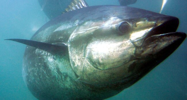 Kommt als eine von wenigen Fischarten ohne Schlaf aus: der Rote, auch Blauflossen-Thunfisch. 