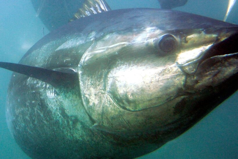 Kommt als eine von wenigen Fischarten ohne Schlaf aus: der Rote, auch Blauflossen-Thunfisch. 
