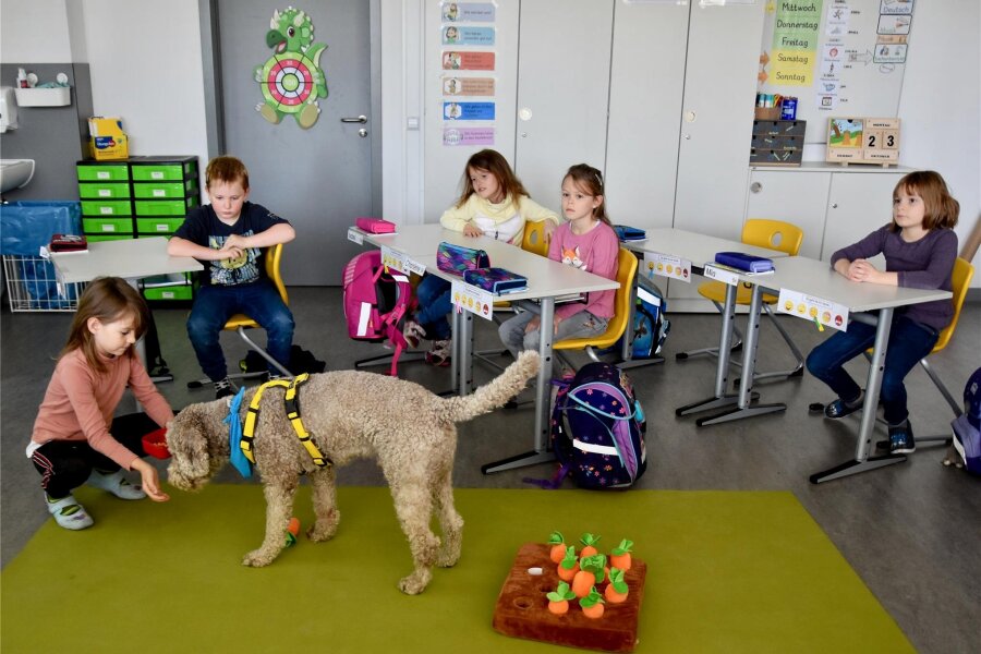 Wie Schulhund Barni das Leben Chemnitzer Schüler schöner macht - Schulhund Barni in Aktion: Er bekommt ein Leckerli, weil er einen Befehl der Schüler befolgt hat.