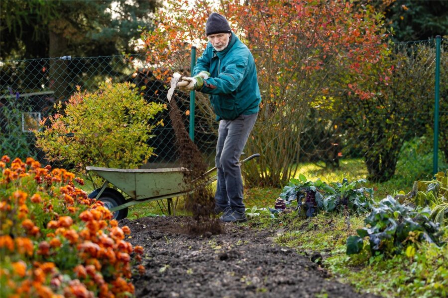 Wie sich Hobbygärtner Roberto Böhme aus Schlettau das Umgraben erspart - Schaufel statt Spaten: In seinem Garten in Schlettau trägt Roberto Böhme Komposterde auf die abgeernteten Beete aus.