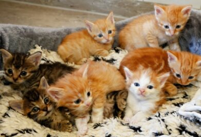 Wie viel Platz Katzen benötigen - In einem Tierheim werden Katzen - hier ein Bild von sieben Geschwistern in Langenberg - ordnungsgemäß betreut. 