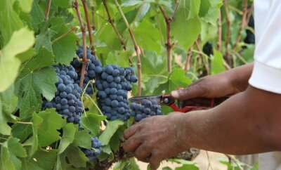 Wie züchtet man kernlose Weintrauben? - Weintrauben sind lecker, aber ein Genuss sind sie für manchen erst dann, wenn sie keine Kerne haben. 