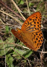 Wiedehopf als Neuling in der Region - Der Kaisermantel ist der Schmetterling des Jahres. 