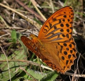 Wiedehopf ist ein Neuling in der Region - Der Kaisermantel ist der Schmetterling des Jahres. 