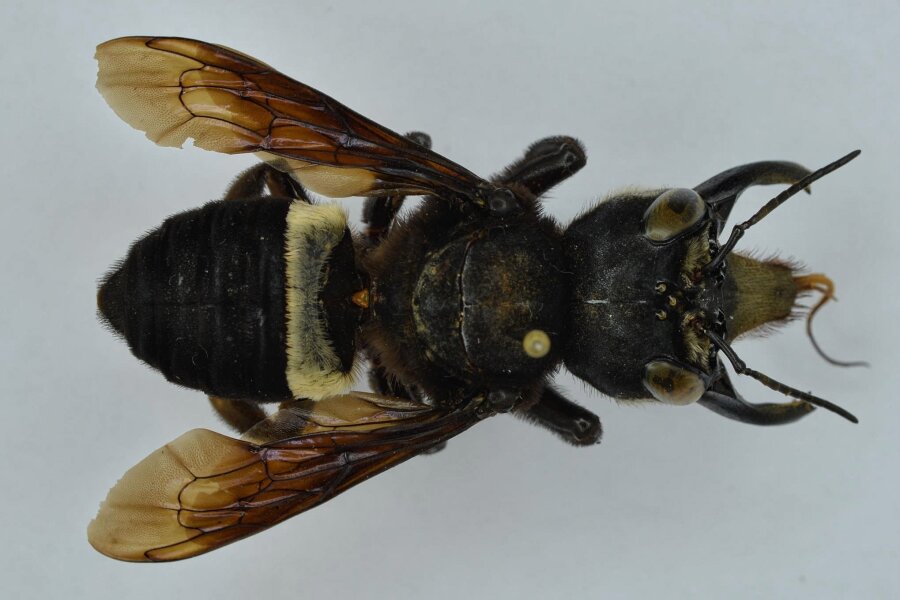 Wieder entdeckte Arten: Totgesagte leben länger! - Die größten Exemplare der lang vermissten Wallace-Riesenbiene erreichten eine Spannweite von 63 Millimetern.