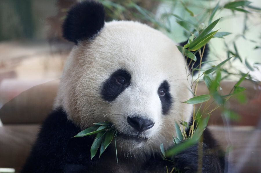 Jiao Qing, einer der beiden Pandabären aus China, lässt sich während der Zeremonie zur Eröffnung des neuen Geheges im Berliner Zoo ein paar Bambus-Zweige schmecken. Die Pandas stammen aus einer chinesischen Zuchtstation und sind am 24. Juni in Berlin angekommen. Der Berliner Zoo ist damit der einzige Tierpark in Deutschland, der die seltenen Bären hält.