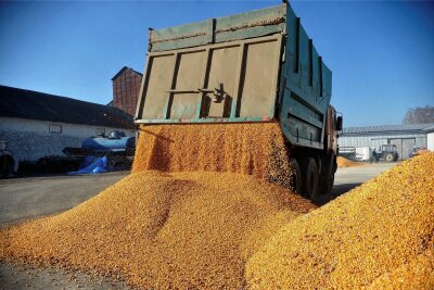 Wieder Zölle auf Agrarprodukte aus der Ukraine: Ein notwendiger Schritt der EU - Ein Fahrzeug lädt Mais ab. Für die Einfuhr von Mais aus der Ukraine werden künftig wieder Zollabgaben fällig.