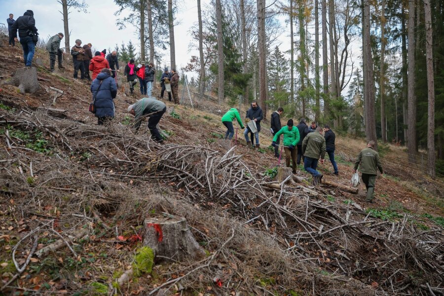 Wiederaufforstung in Sachsen: 700.000 Bäume neu gepflanzt - Zahlreiche Menschen pflanzen 300 Eichen auf dem Karlshügel.