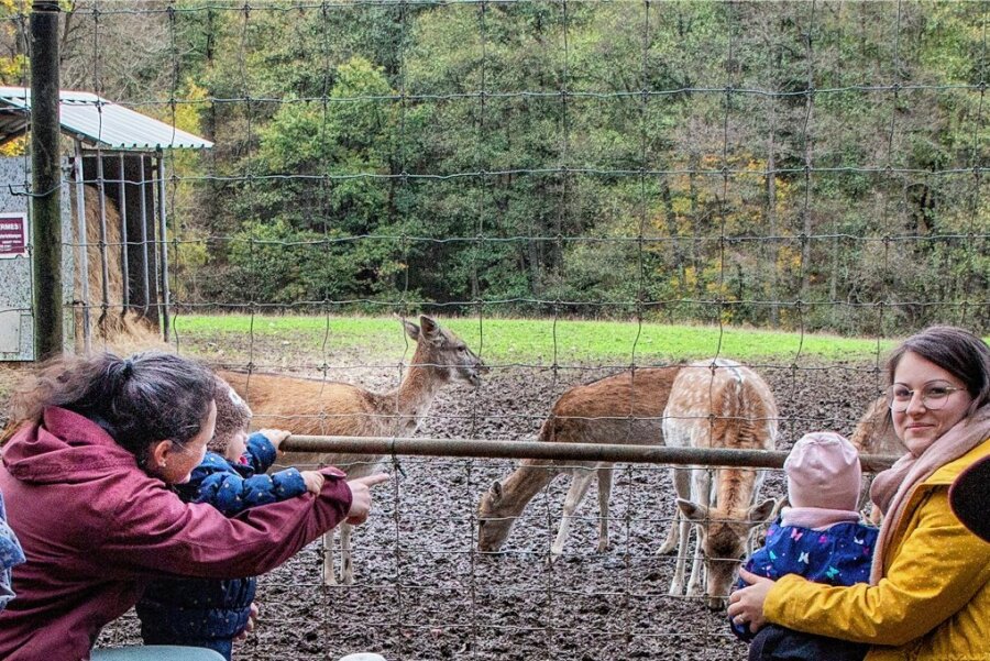 Wildgehege: Wo Kinder die Hirsche mit Kastanien füttern dürfen - Das Damwildgehege an der Mondscheinmühle in Breitenau ist beliebt, auch bei den Familien Neumann aus Marbach und Rothe aus Pockau. 