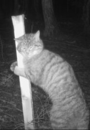 Wildkatze tappt in Fotofalle - Dieser Schnappschuss von einer Wildkatze glückte in dieser Woche im Werdauer Wald.