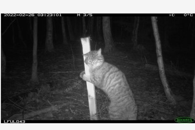 Wildkatze tappt in Werdau in Fotofalle - Dieser Schnappschuss von einer Wildkatze glückte im Februar im Werdauer Wald.