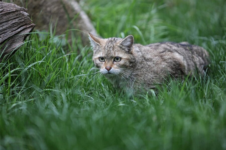 Wildkatzen bei Exkursion im Werdauer Wald auf der Spur - Erobern sich auch den Werdauer Wald zurück: Wildkatzen.