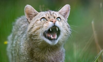 Wildkatzen in Sachsen heimisch - Eine Wildkatze zeigt ihre Zähne.