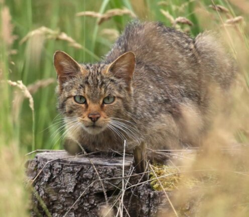Wildkatzen zurück im Werdauer Wald - Die Wildkatze fühlt sich im Werdauer Wald wieder wohl. 